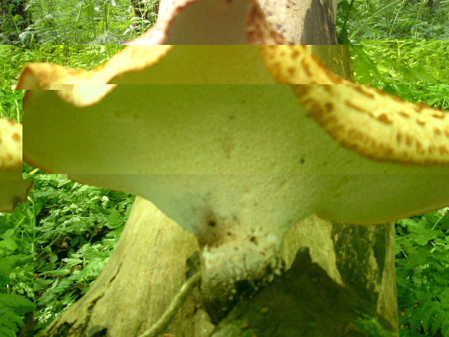 on the tree
