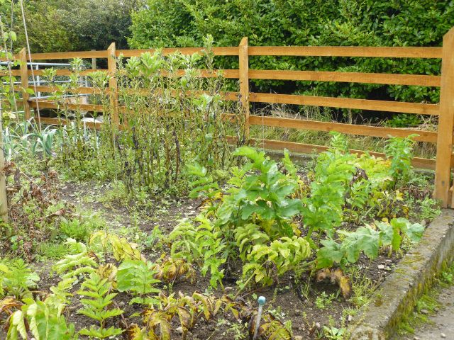 Parsnips.jpg