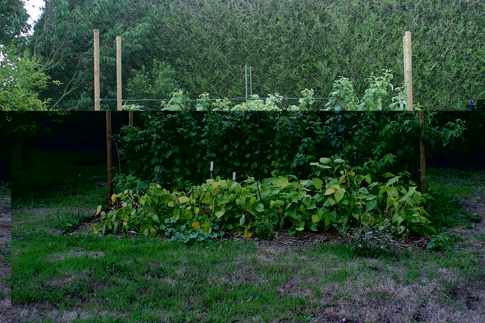 Raspberries and borlottis.jpg