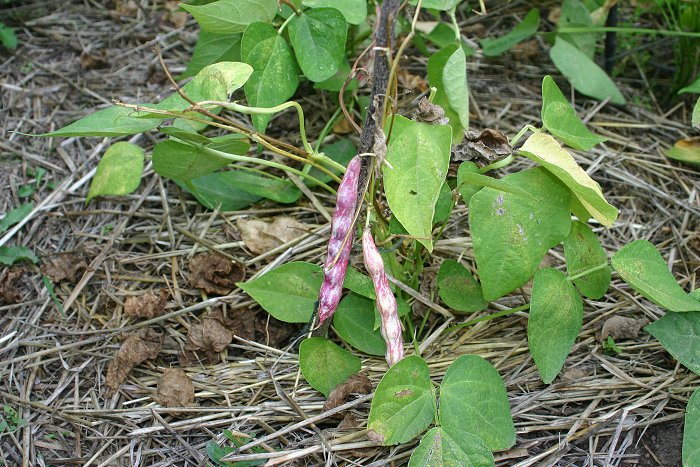 Ripe borlotti beans.jpg