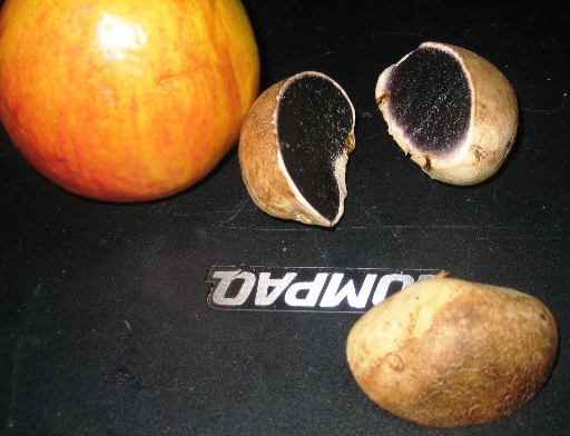 picture of the fungi