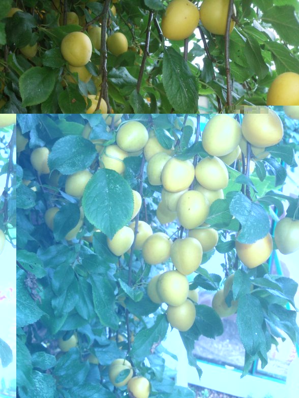 yellowplum1.jpg