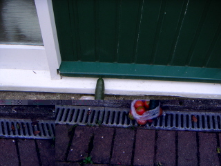PICT0506.JPG