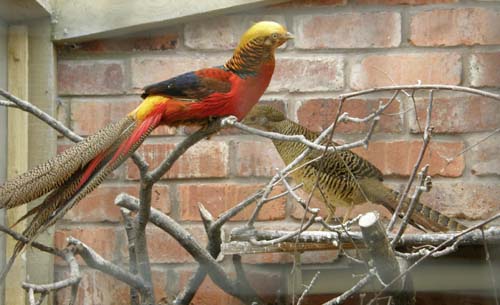 goldenpheasant500.jpg