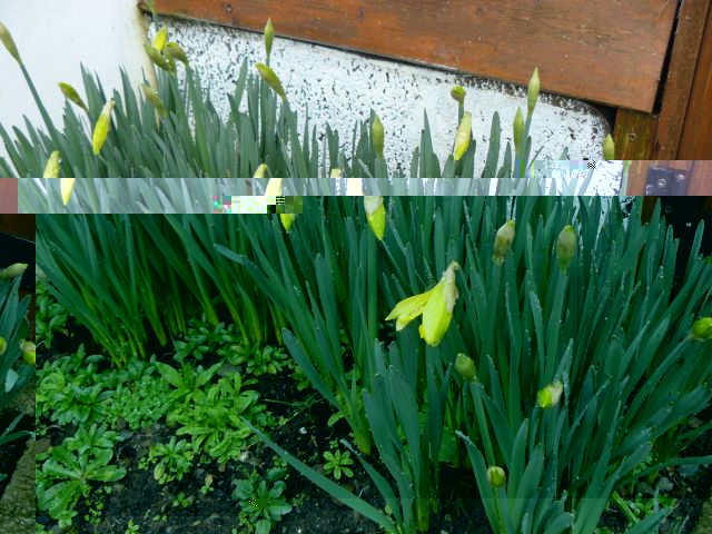 Daffs2.jpg