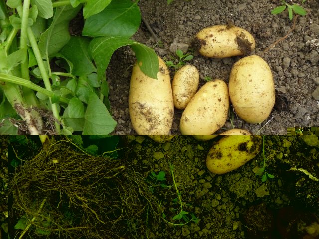 New spuds.jpg