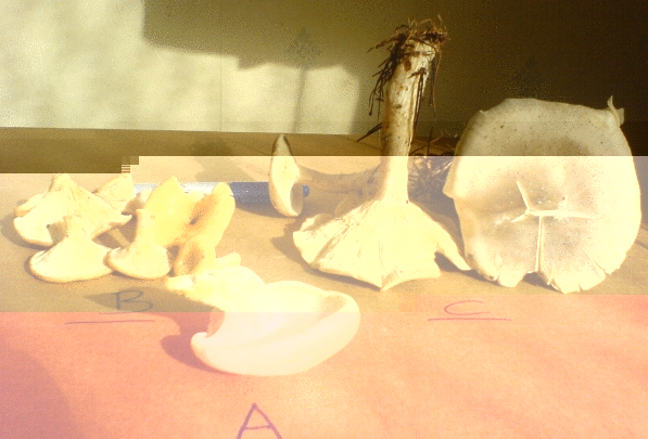here are the little fellows