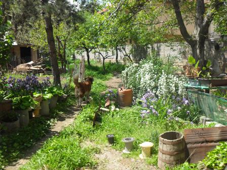 view into the jungle in the back garden with the wallnut and fruit trees and some pretty flowers :)