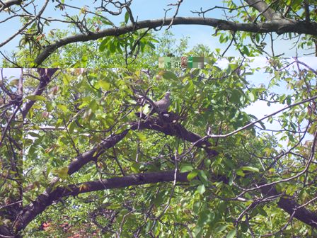 wood pigeon nest.JPG