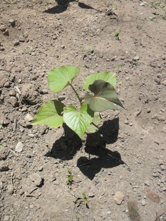 in the ground.JPG