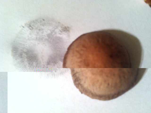 The spore print is definetely blueish purpleish...