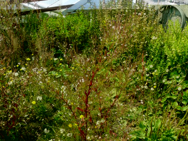 Herb garden.jpg