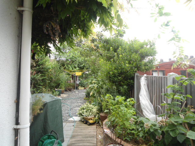 view from back door looking down garden, smart end of garden but in there is quince tree , victiria plum tree black and red currant, and kale and herbs