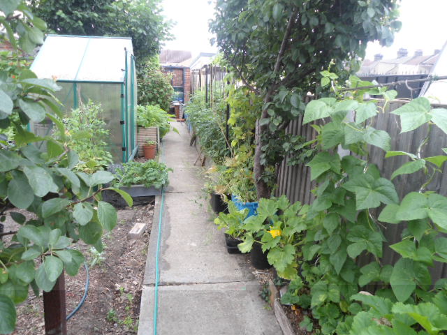 view from half way down garden veg and herb gardens, greengage tree  hazelnut tree, French beans