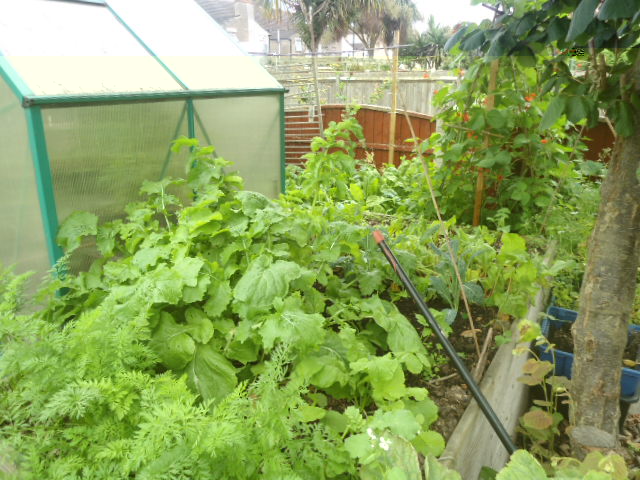 the big raised bed, carrots parsnips kale and beetroots