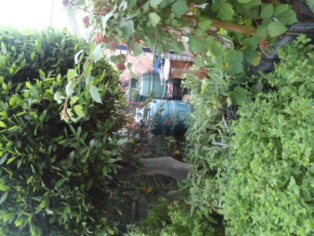 the herb garden with cherry tree up against garage far to big a bay tree