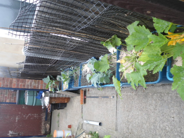 always grow my potatoes in these old recycled boxes but dug up last week now got peas salad courgettes, and a few broc