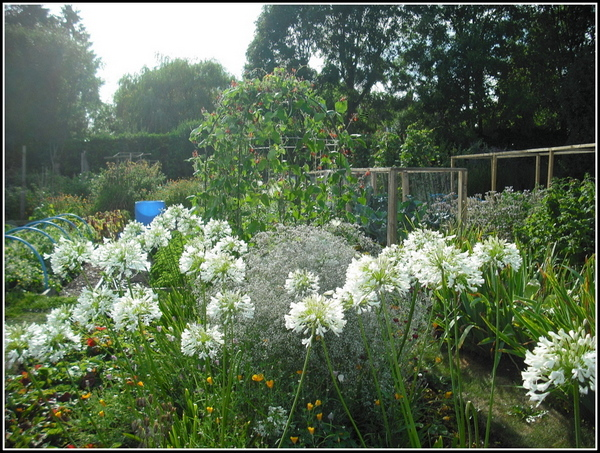 whiteagapanthus.jpg