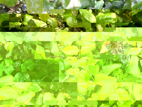 Bilberry maybe2(1).jpg