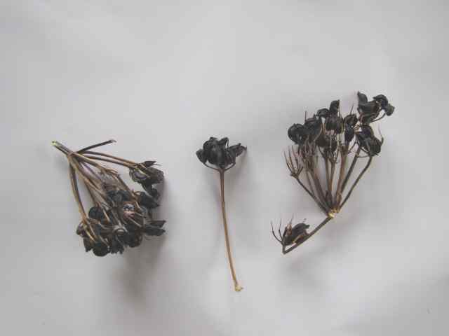 Some probably-Alexanders seed heads
