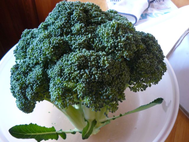 Brocolli.jpg