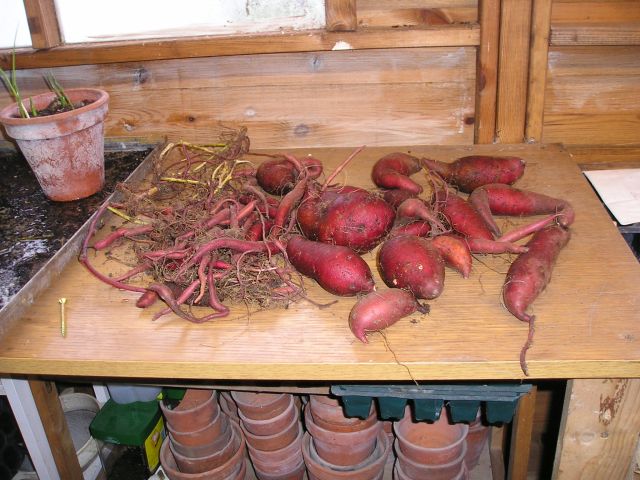 spud 1.jpg