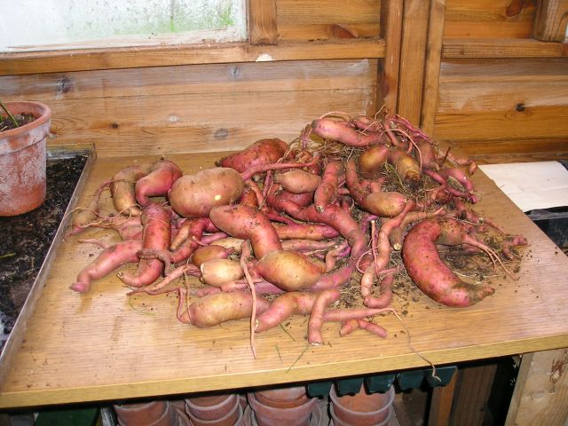 spud 2.jpg
