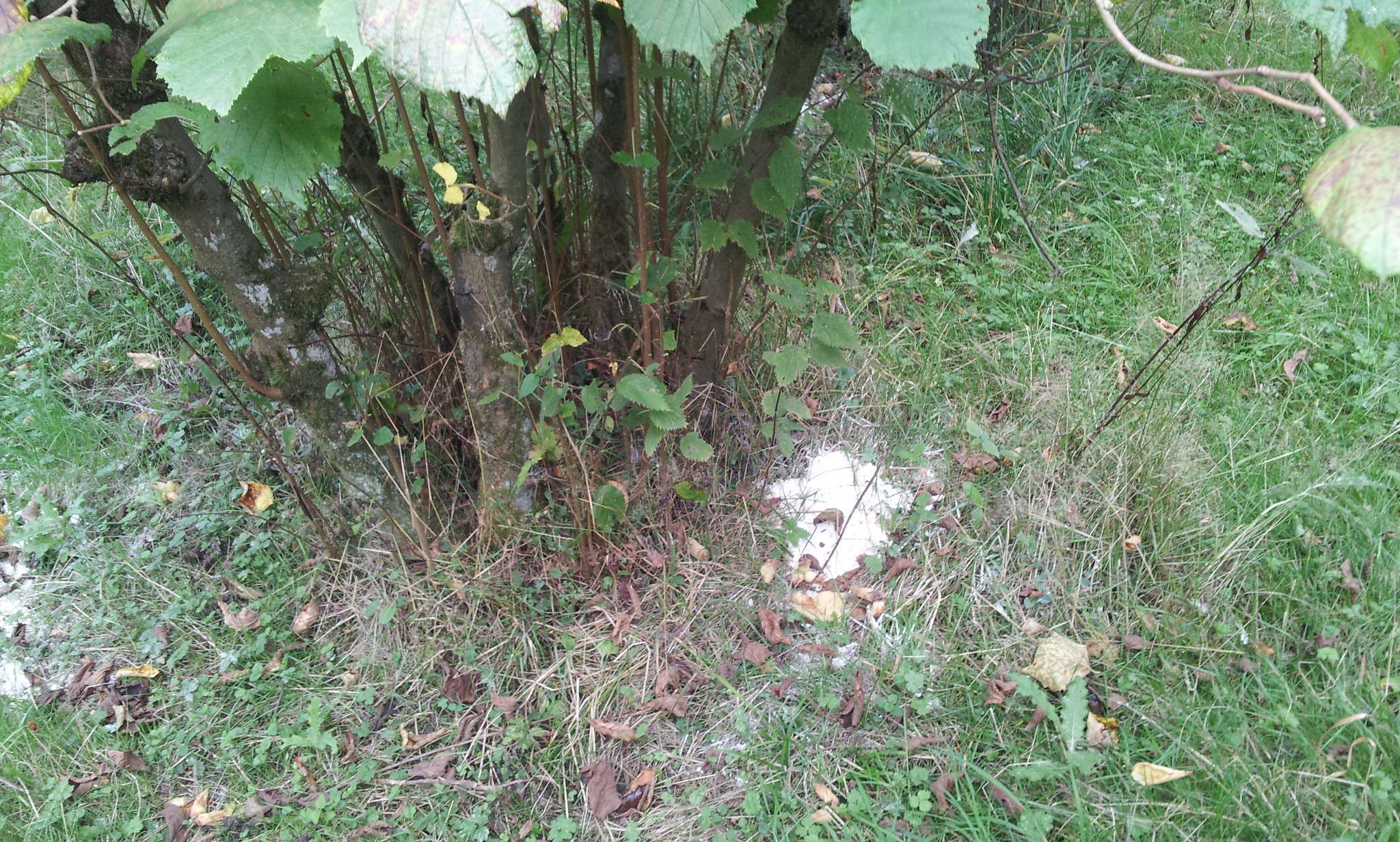 Foraging Cobnuts (17).jpg