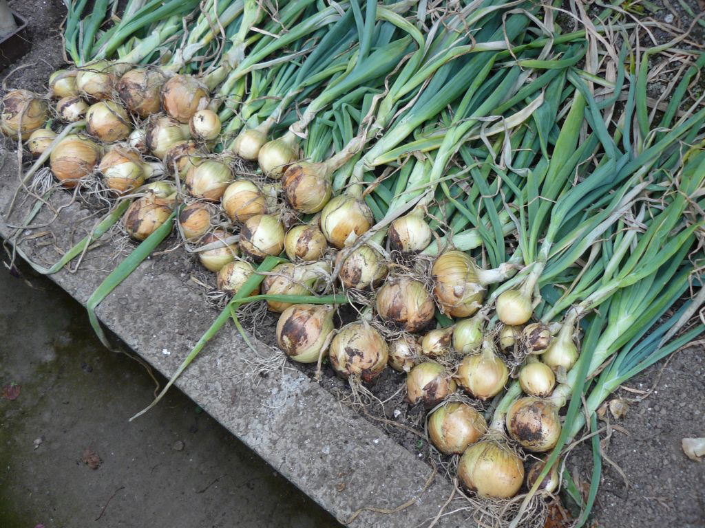 Onions.jpg