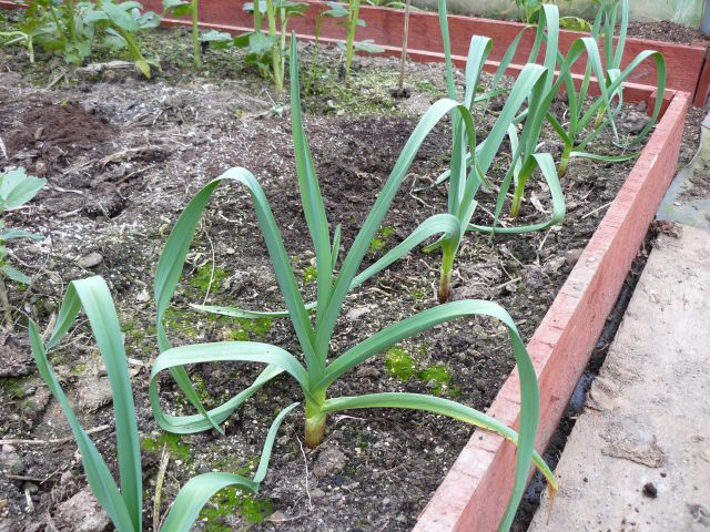 Garlic.jpg