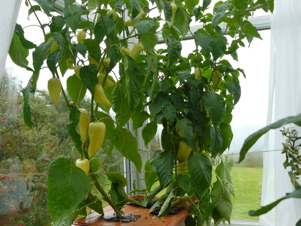 Pepper plants.jpg