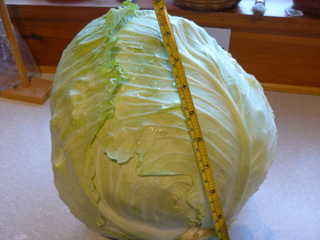 cabbage.jpg