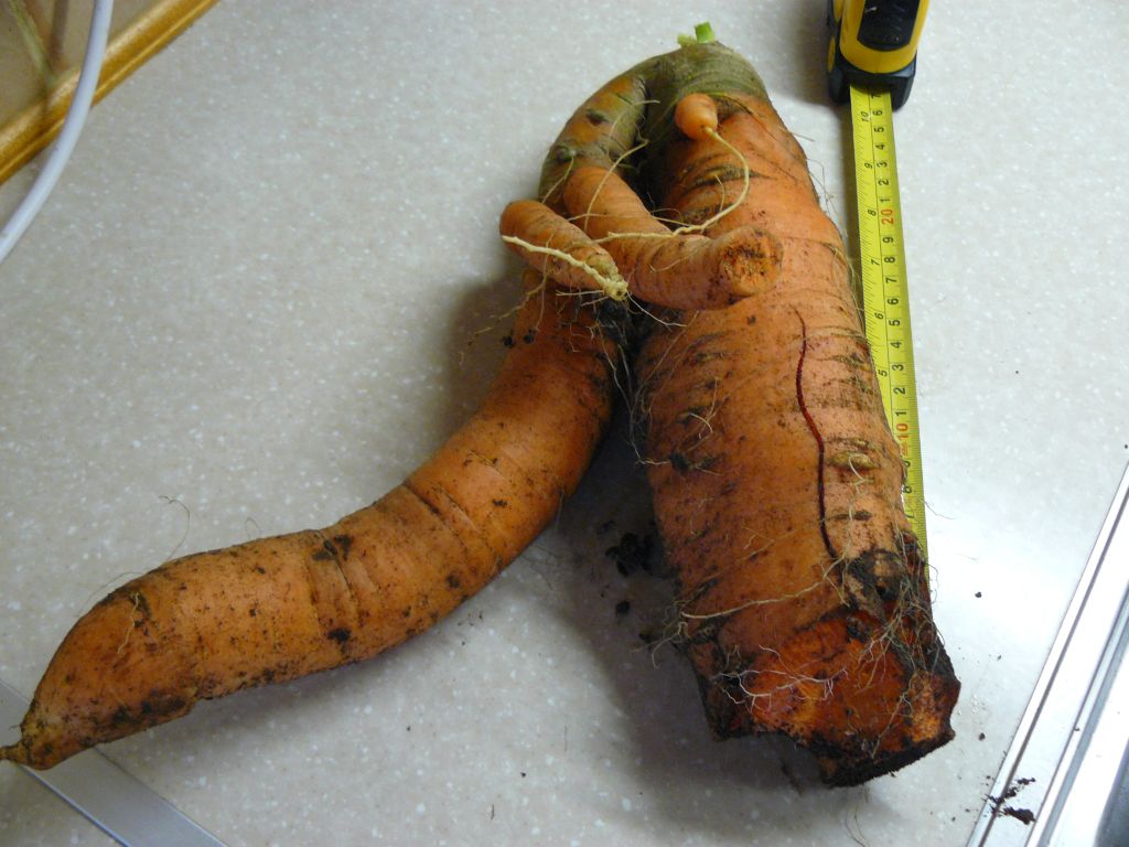 carrot.jpg