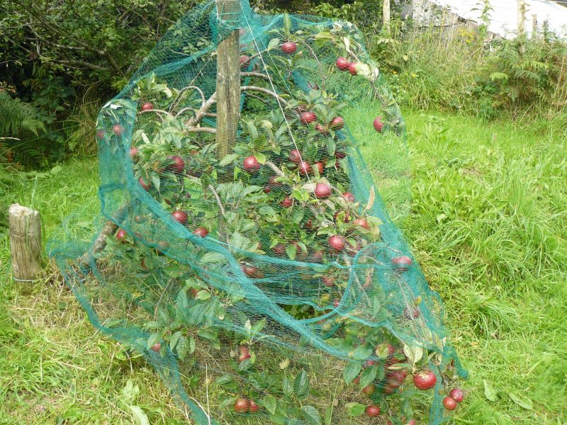 Apple tree2.jpg