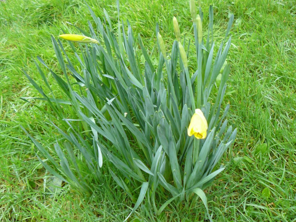 Daffs.jpg