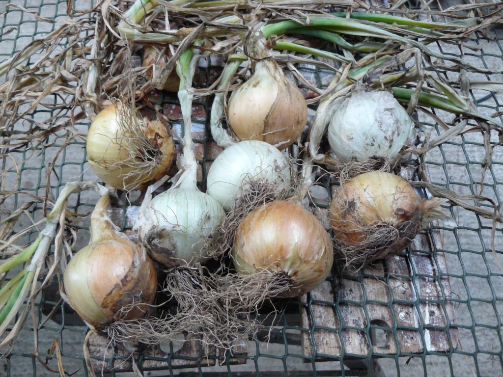 Saved seed onions.jpg