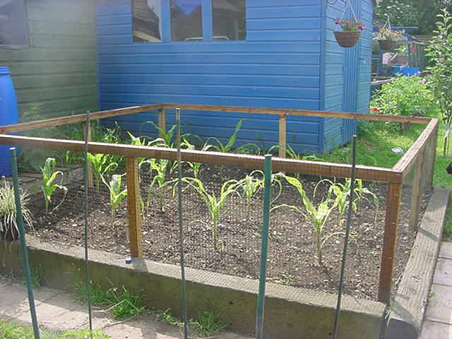 Sweetcorn bay