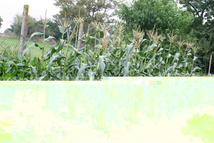 Sweetcorn.jpg