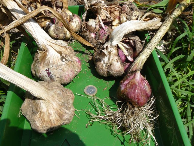Garlic2.jpg