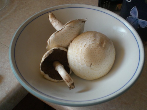 Mushrooms from local field
