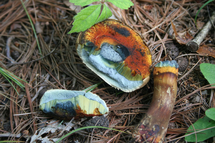 A few seconds after cracking in half, the yellow flesh has turned blue, and continues to deepen in color over the next few minutes until all the flesh is indigo.