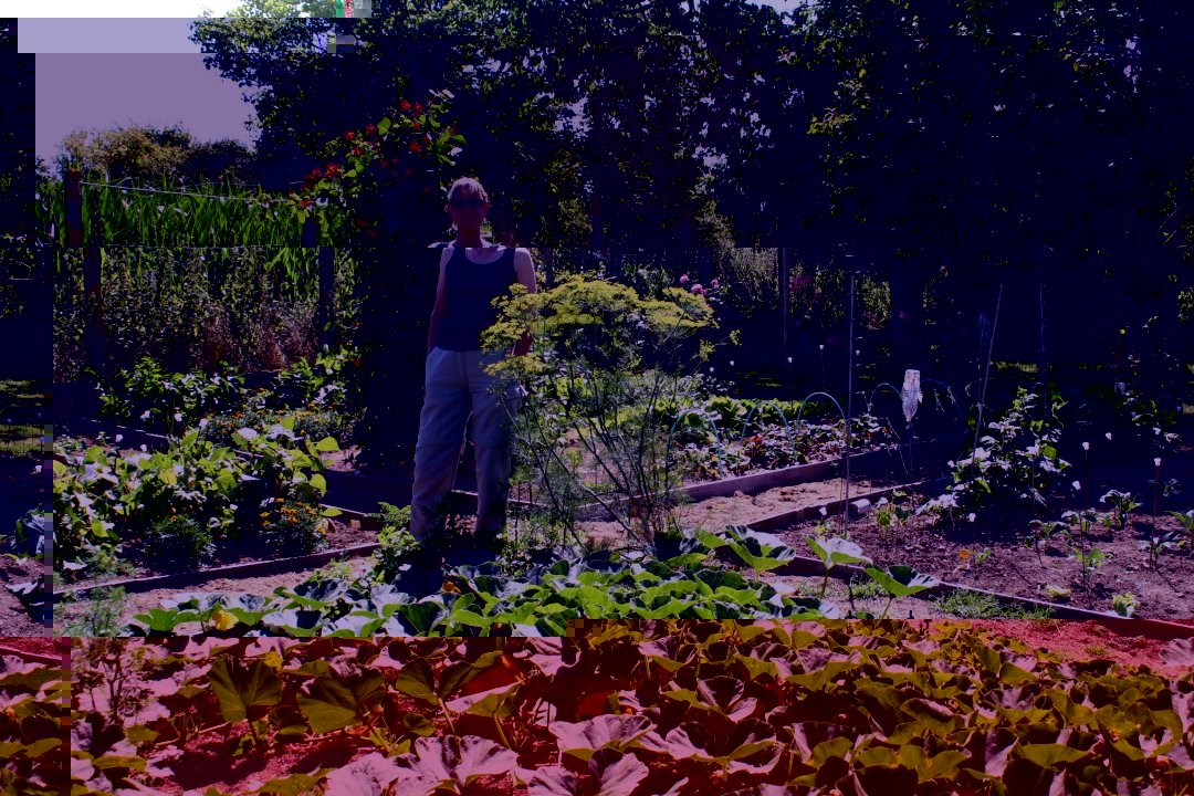 Veg patch3 Jul 08.jpg