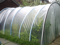 the polytunnel