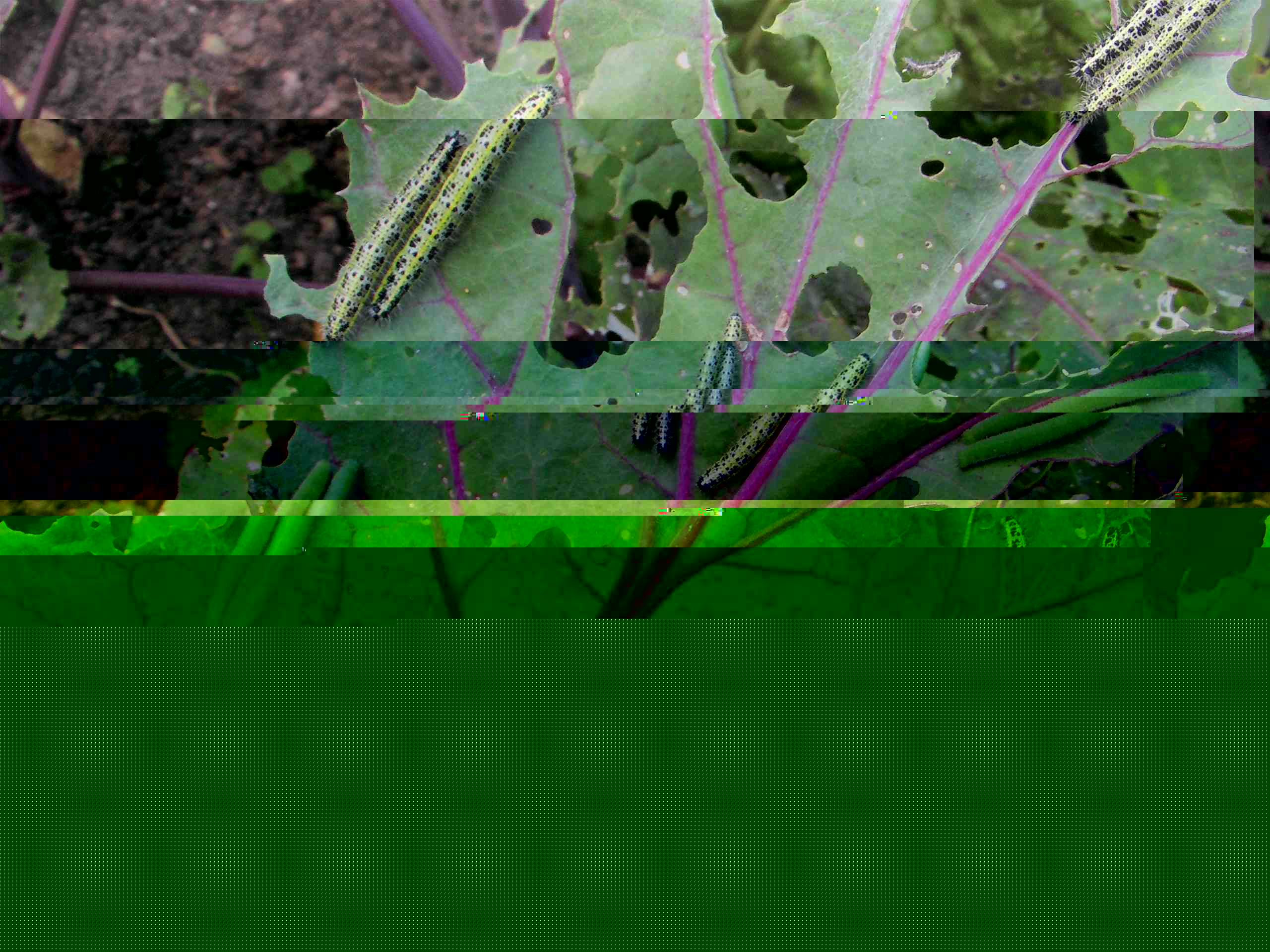The caterpillar buffet