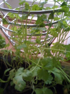 Leggy coriander