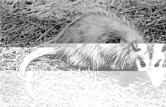 virginia opossum.jpg