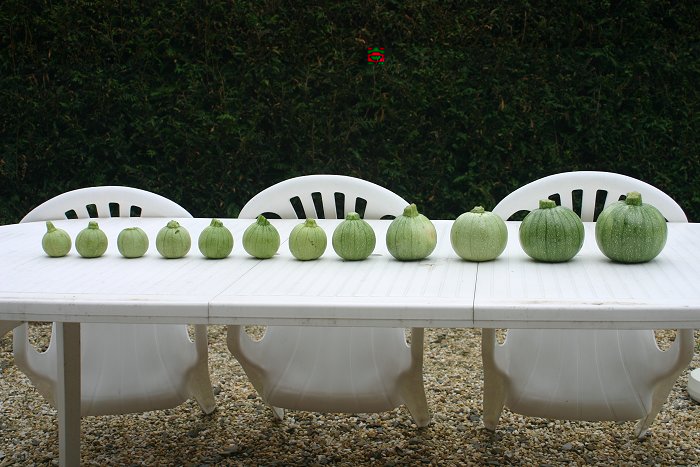 Courgettes.jpg