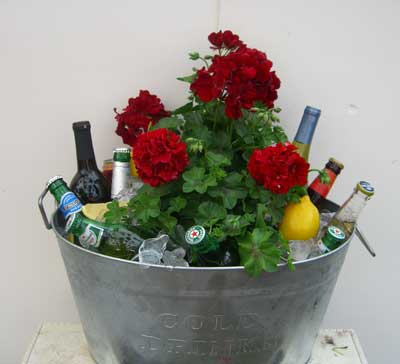 geraniumcooler67.jpg