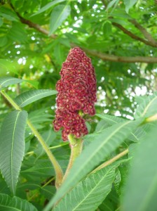Sumac
