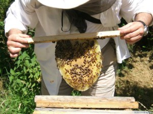 new_comb_with_brood